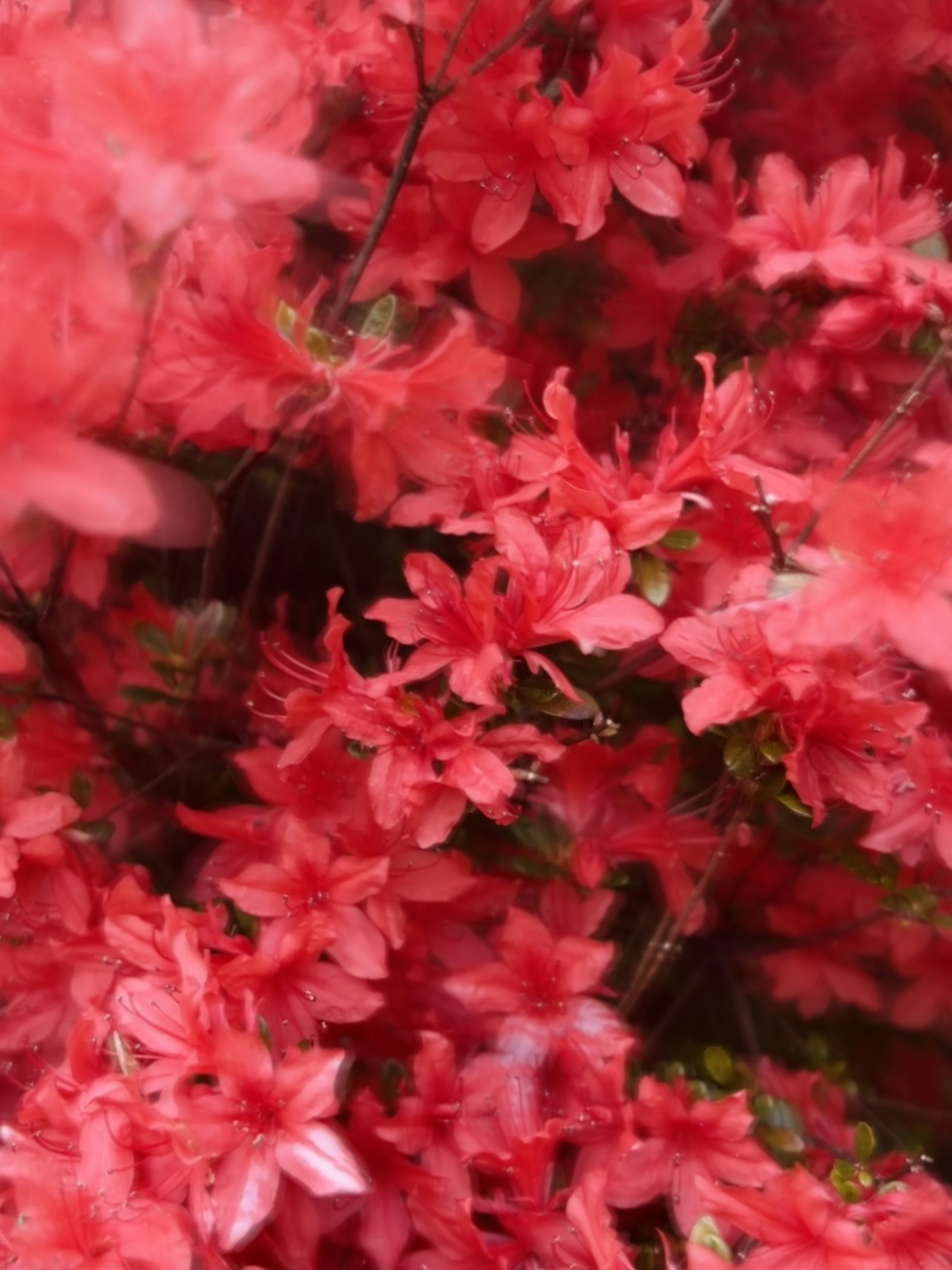 Pink azaleas in full bloom